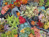 Succulents - Desert Blooms - 300 Piece Puzzle