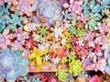 Succulents - Pretty Pastels - 300 Piece Puzzle